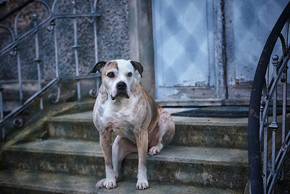 Wenn das Gelenk verschleißt: Arthrose beim Hund