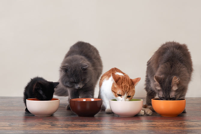 Artgerecht ernähren: Warum Katzenfutter ohne Getreide füttern?