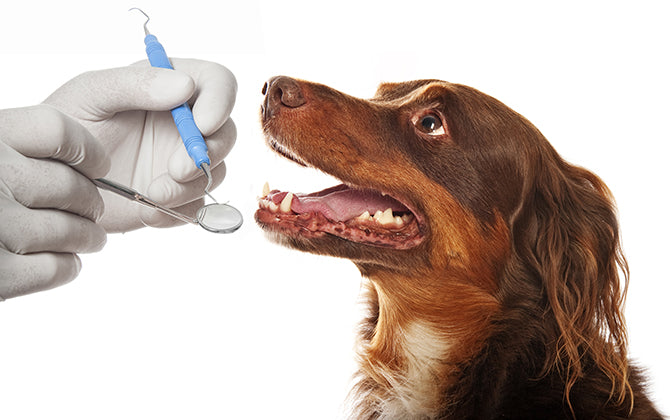 Für ein strahlendes Lächeln: Zahnpflege beim Hund