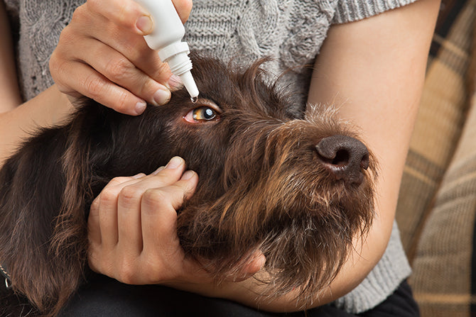 Der tägliche Kontrollblick: Augenpflege beim Hund