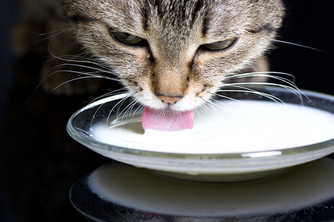 Der Mythos um die Katzenmilch: gesund oder doch nicht?
