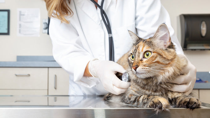Katzenkrankheiten & Symptome – darauf sollten Sie achten