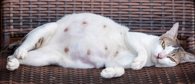 Schwangerschaft bei Katzen: Das müssen Sie wissen!