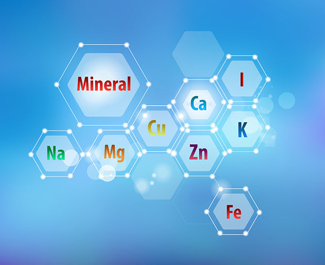 Welche Mineralstoffe für den Hund sind wichtig?