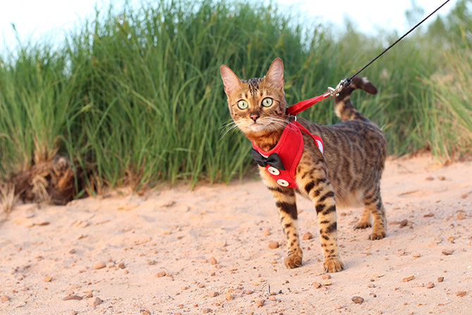 Kann die Katzenleine einer artgerechten Haltung dienlich sein?