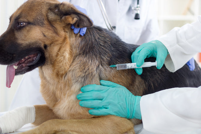 Die wichtigsten Fakten zur optimalen Hunde-Impfung