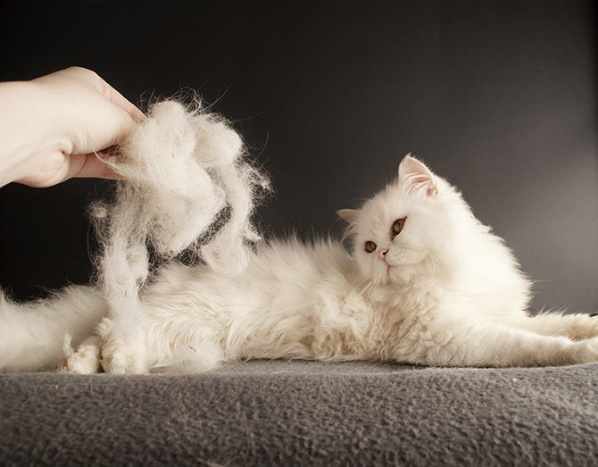 Sommerfell und Winterpelz: Fellwechsel bei Katzen