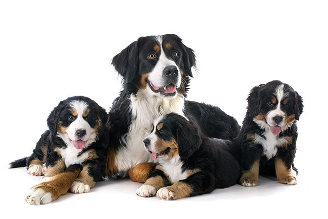 Gesunde Mama und Welpen: Welches Futter für trächtige Hündinnen?