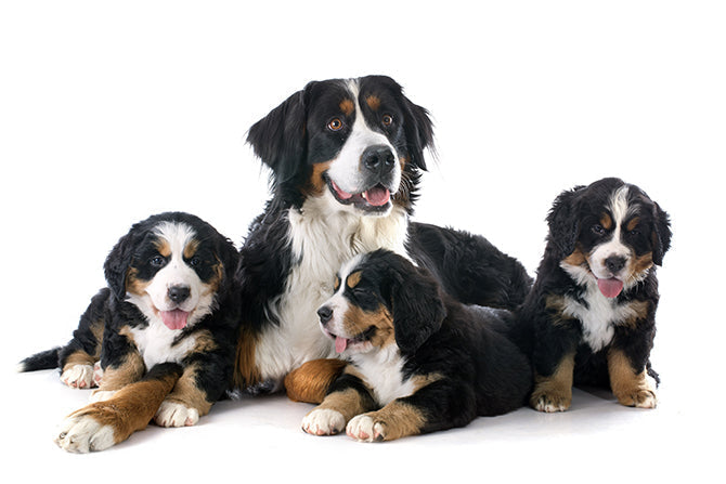 Gesunde Mama und Welpen: Welches Futter für trächtige Hündinnen?