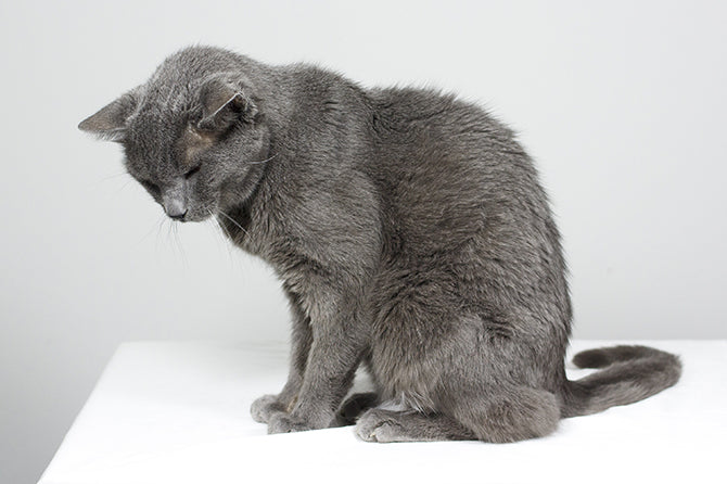 Niereninsuffizienz bei Katzen – was kannst du tun?