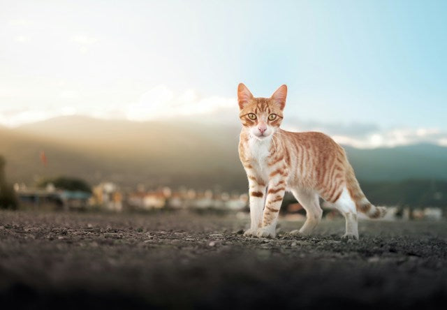 Darmflora bei Katzen aufbauen: Wieso ist das wichtig?