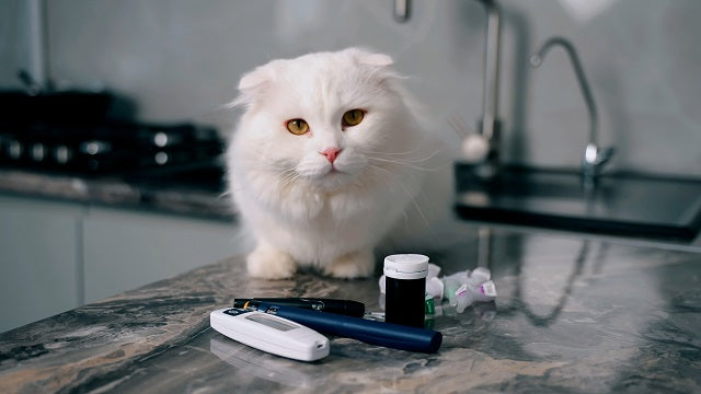 Alles andere als süß: Diabetes bei Katzen