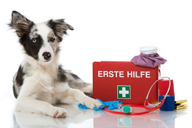 Von Atemnot bis Zeckenbiss: Erste Hilfe beim Hund anwenden