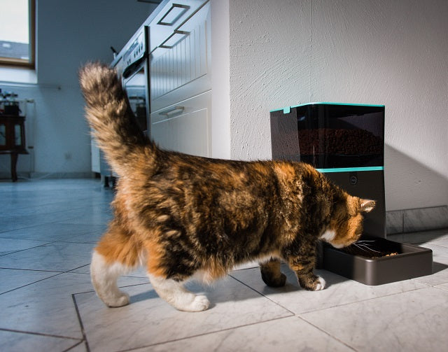 Fresschen auf Knopfdruck – Futterautomat für Katzen