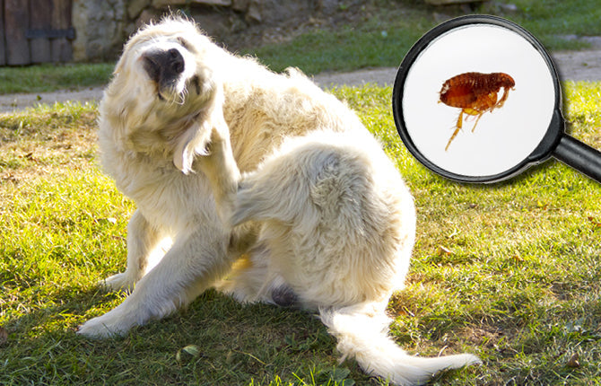 Flohbekämpfung beim Hund: Was tun, wenn’s juckt?