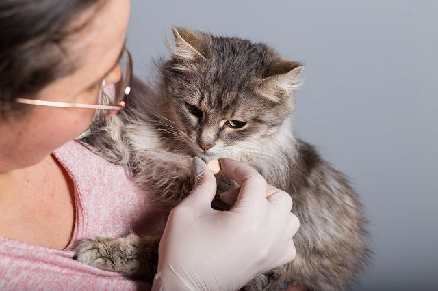 Hund und Katze entwurmen – Symptomatik, Risiko und Behandlung