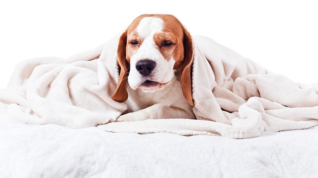 Was können Sie bei einer Hunde-Erkältung tun