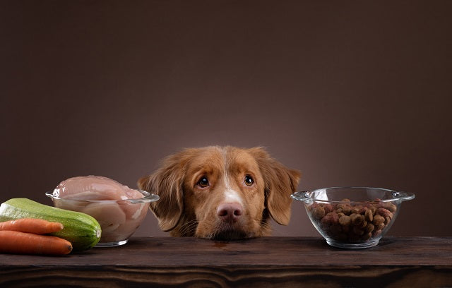 Hunde barfen – das steht auf dem Speiseplan