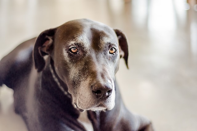 Hundefutter für Senioren – das brauchen alte Hunde im Napf