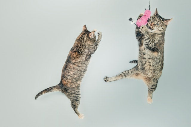 Katzen beschäftigen: Warum Stubentiger Bewegung brauchen