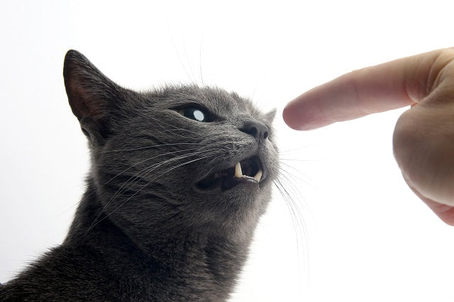 Katzen erziehen: kunstvolle Balance aus Liebe und Grenzen