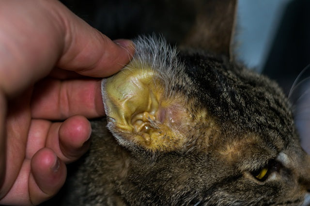 Lebererkrankungen bei Katzen: Warum sie so riskant sind