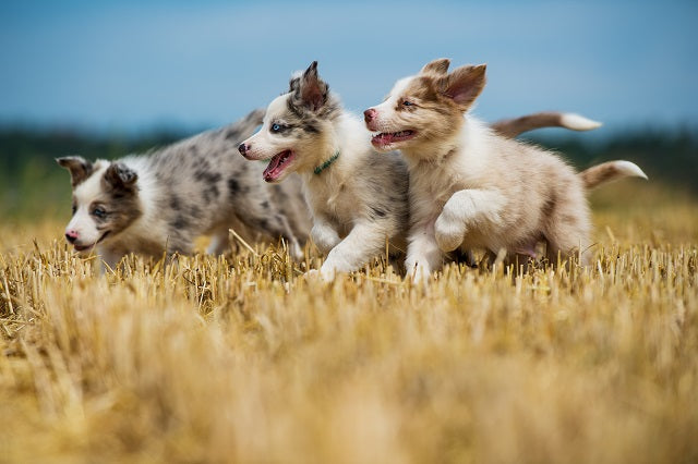 Knorpelschäden in jungen Jahren: Was beim OCD-Hund beachten?