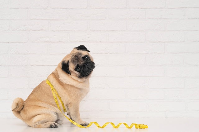 Ach du dicker Hund: So erkennen Sie Übergewicht beim Hund