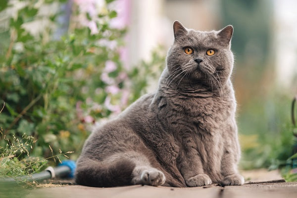 Kein kosmetisches Problem: Übergewicht bei Katzen