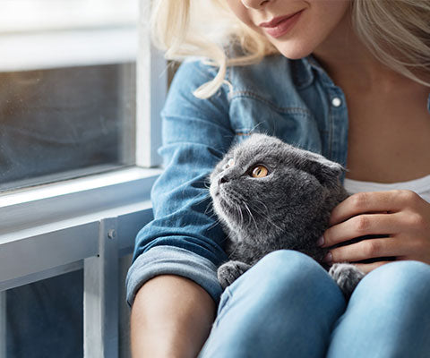 Stress bei Katzen-Herstellerbeitrag