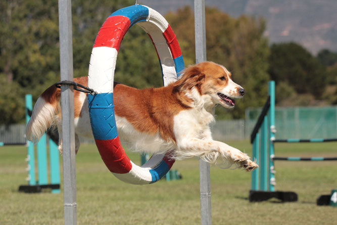 Hund beim Agility Training