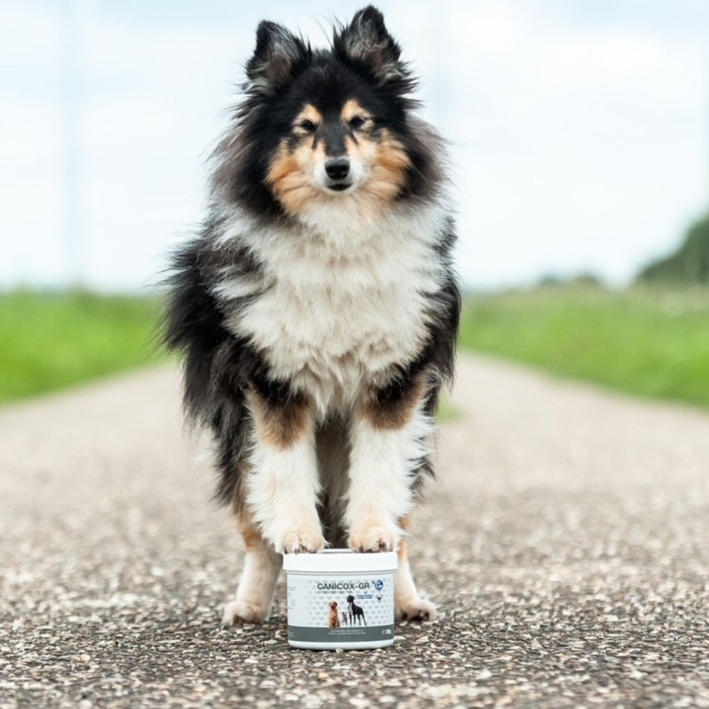 Canicox-GR 100 Kautabletten