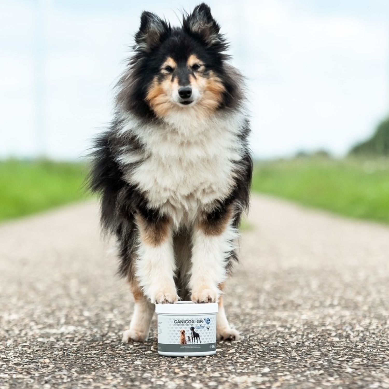 Canicox-GR 100 Kautabletten