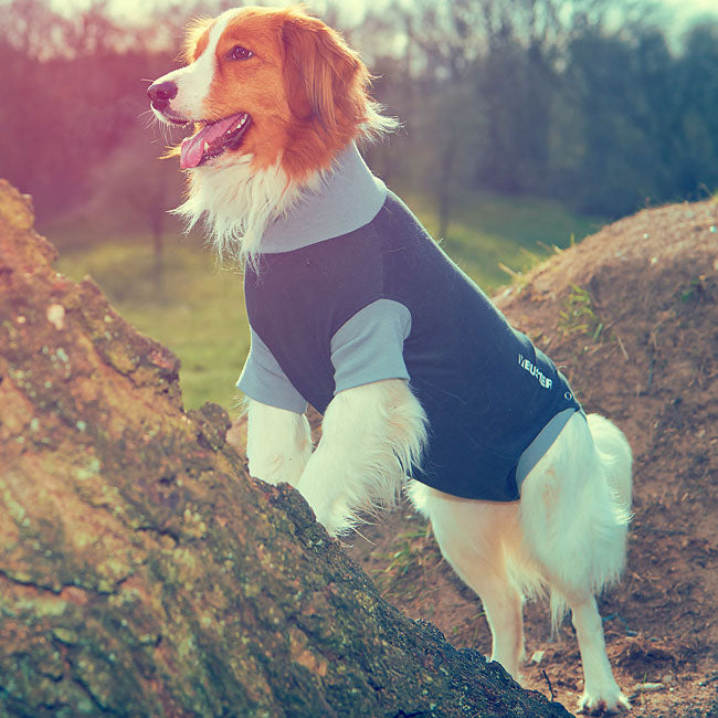 Hundebody Buster Op-Body Rüde XXXS 25cm