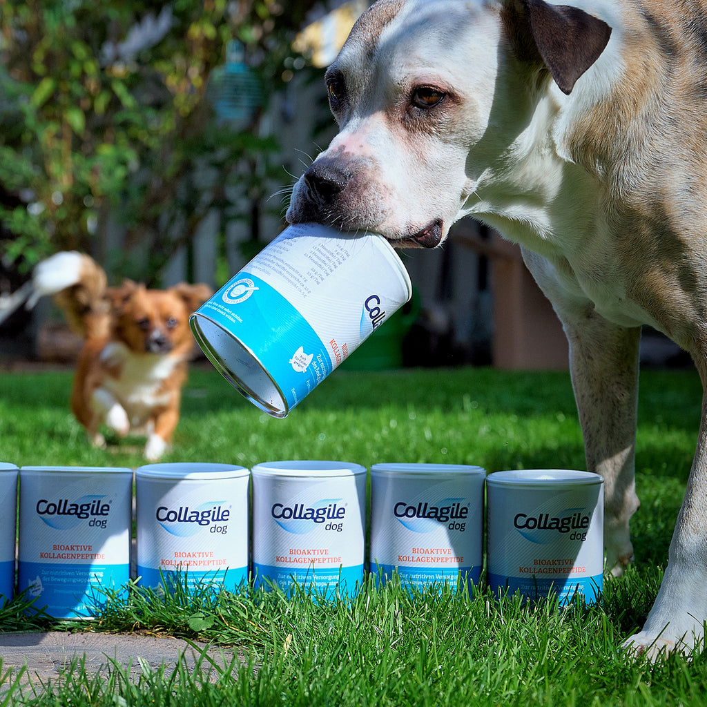 Collagile Dog 225g 2er Pack