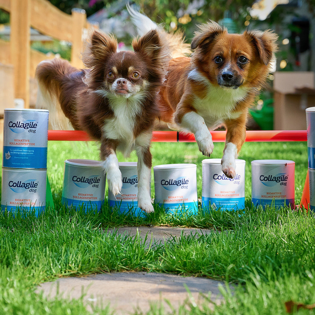 Collagile Dog 225g 3er Pack