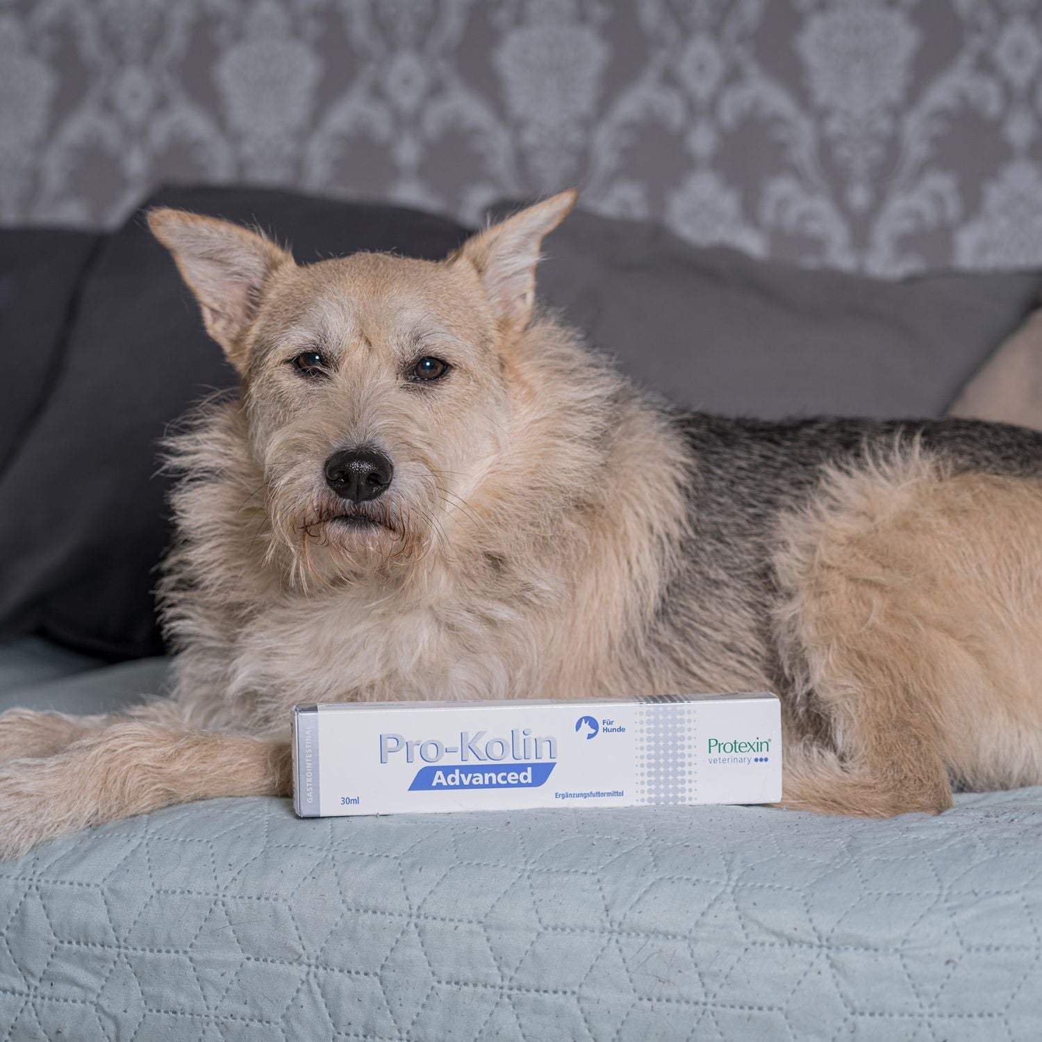 Pro-Kolin Advanced 30 ml für Hunde