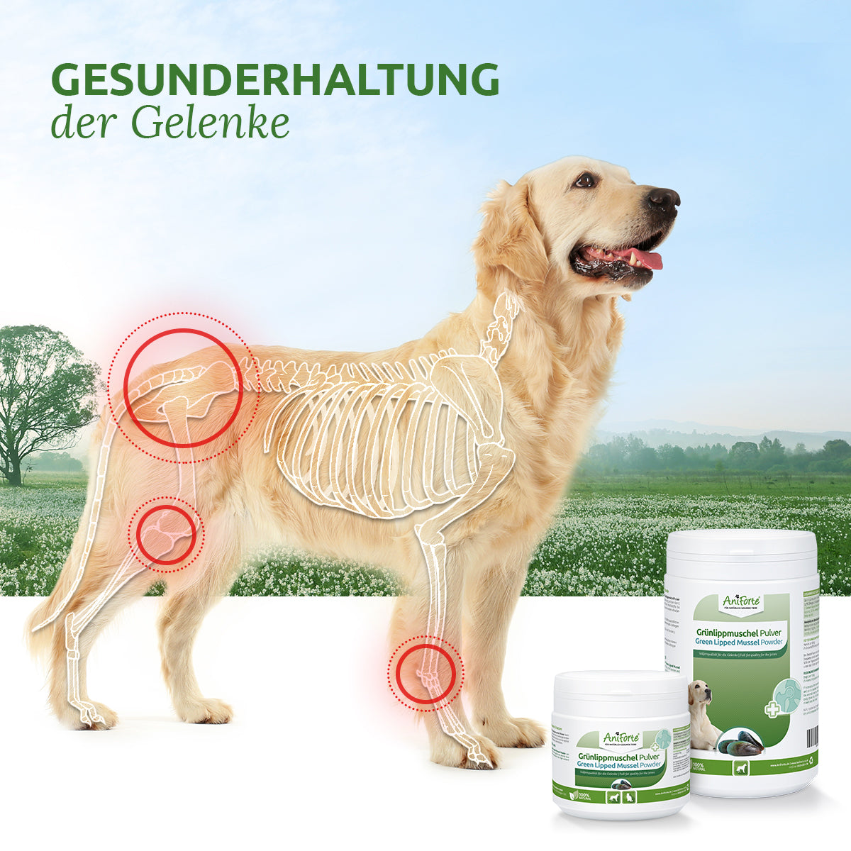 33169AFG – Bild 2