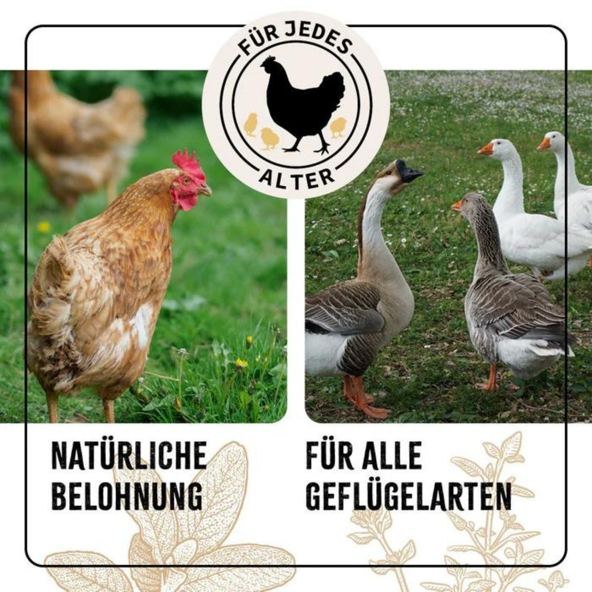 AniForte Hühner Wohlfühlkräuter 500g
