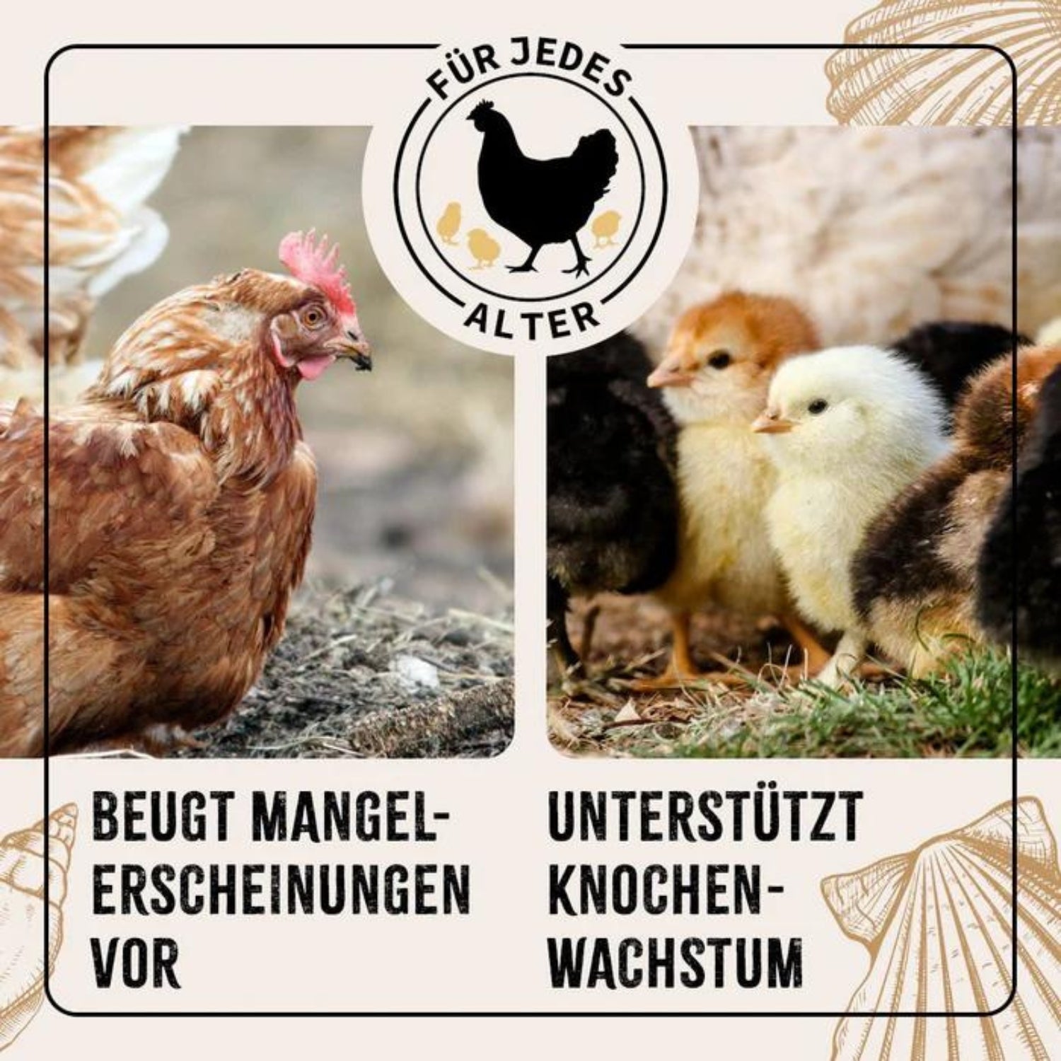 AniForte Farmlife Muschelgrit für Hühner 5000g