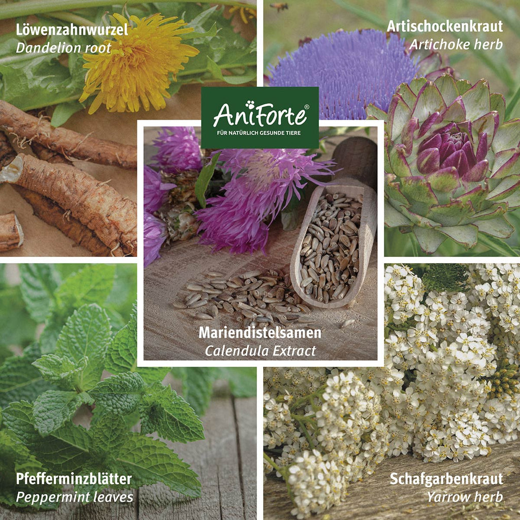 Aniforte LeberVetal Pulver 100g