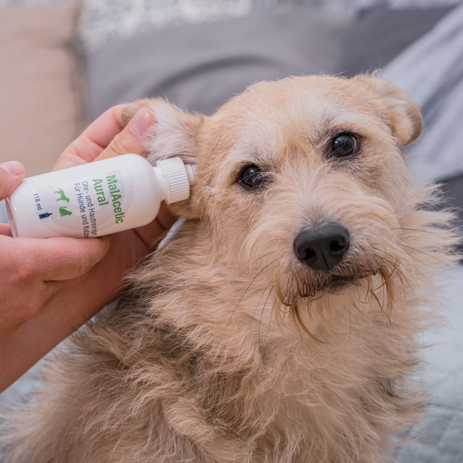 MalAcetic Aural 118 ml Ohrreiniger Hautpflege