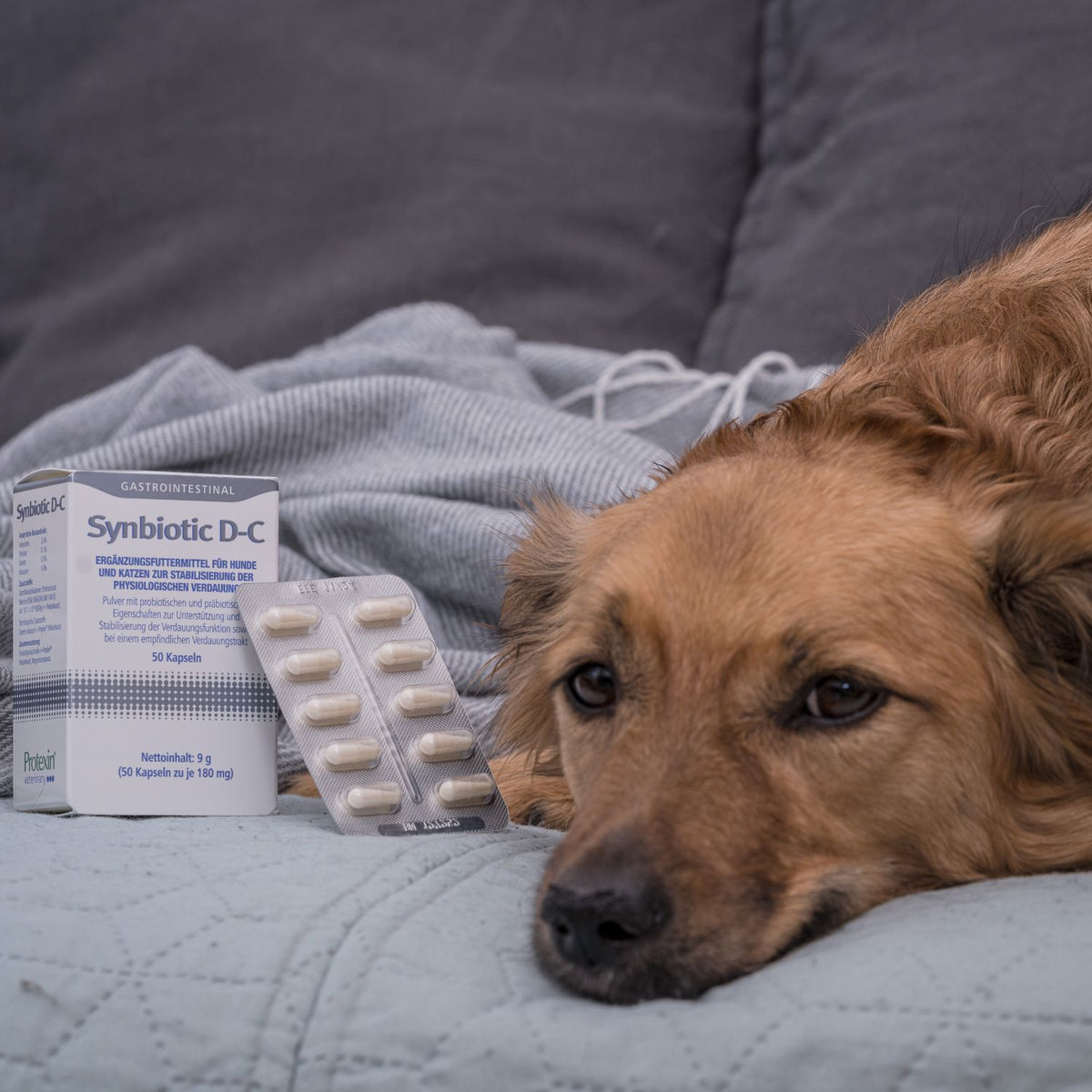 Synbiotic D-C 50 Kapseln