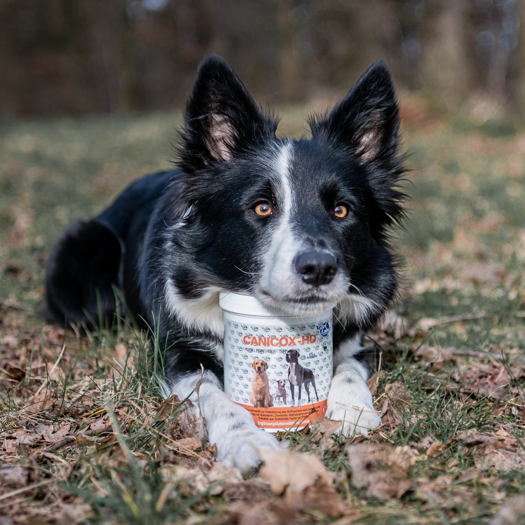 Canicox-HD 140 Kautabletten