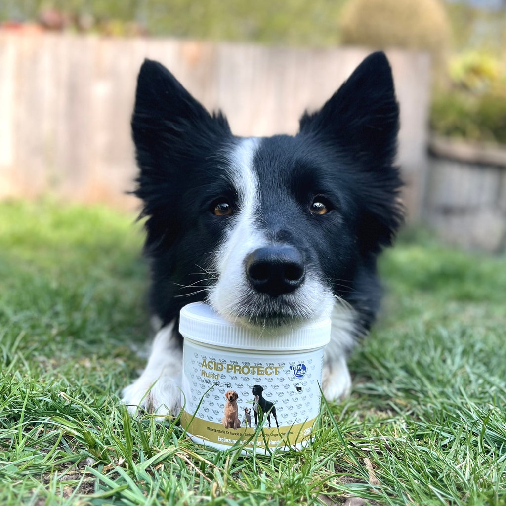 NutriLabs Acid Protect Hund 100 Kautabletten
