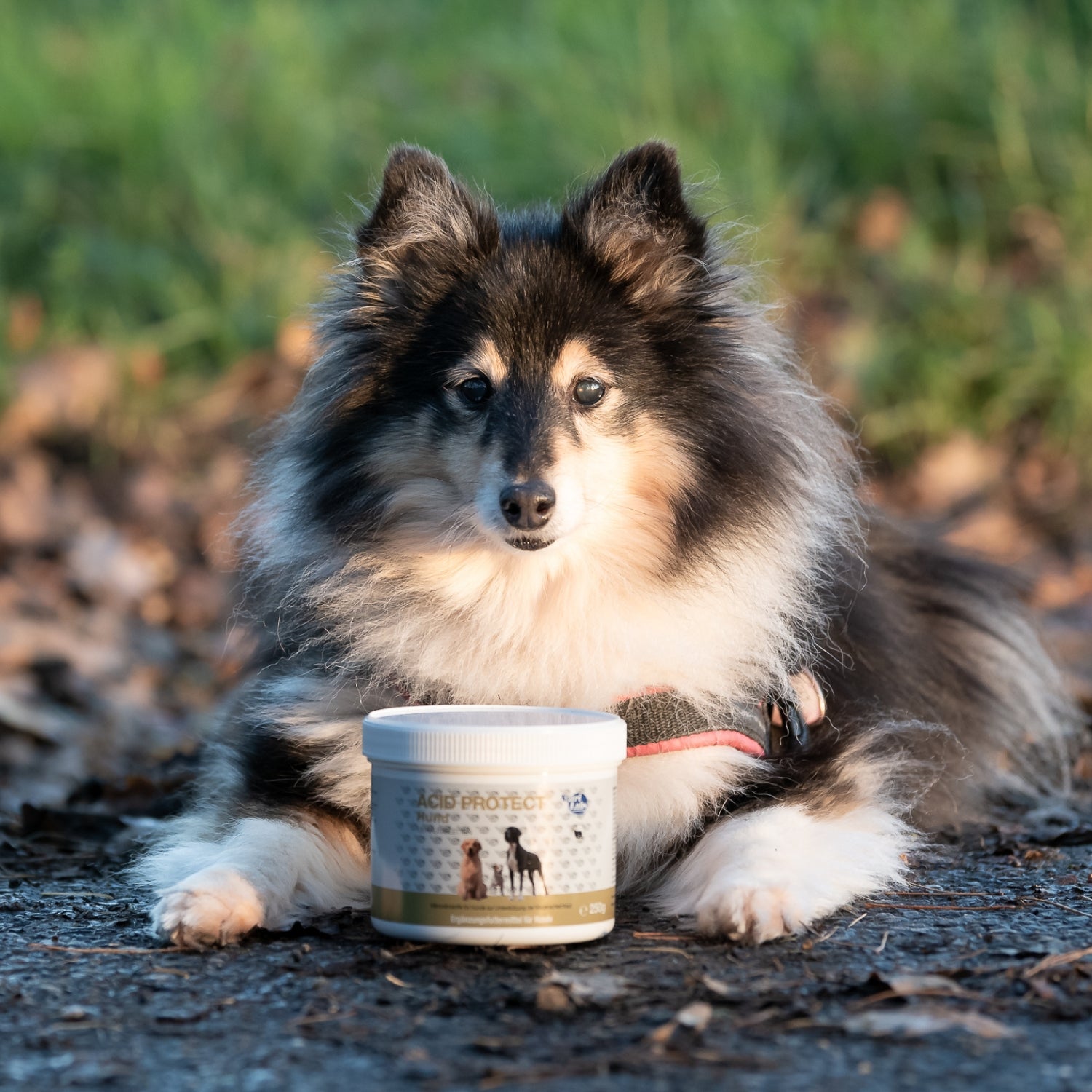 NutriLabs Acid Protect Hund 100 Kautabletten