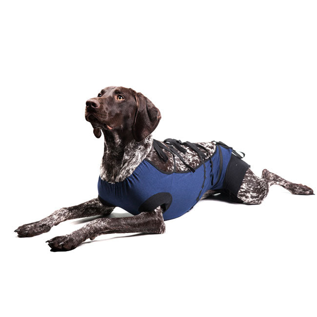 Bauchverband für Hunde Dunkelblau  XXL 59cm